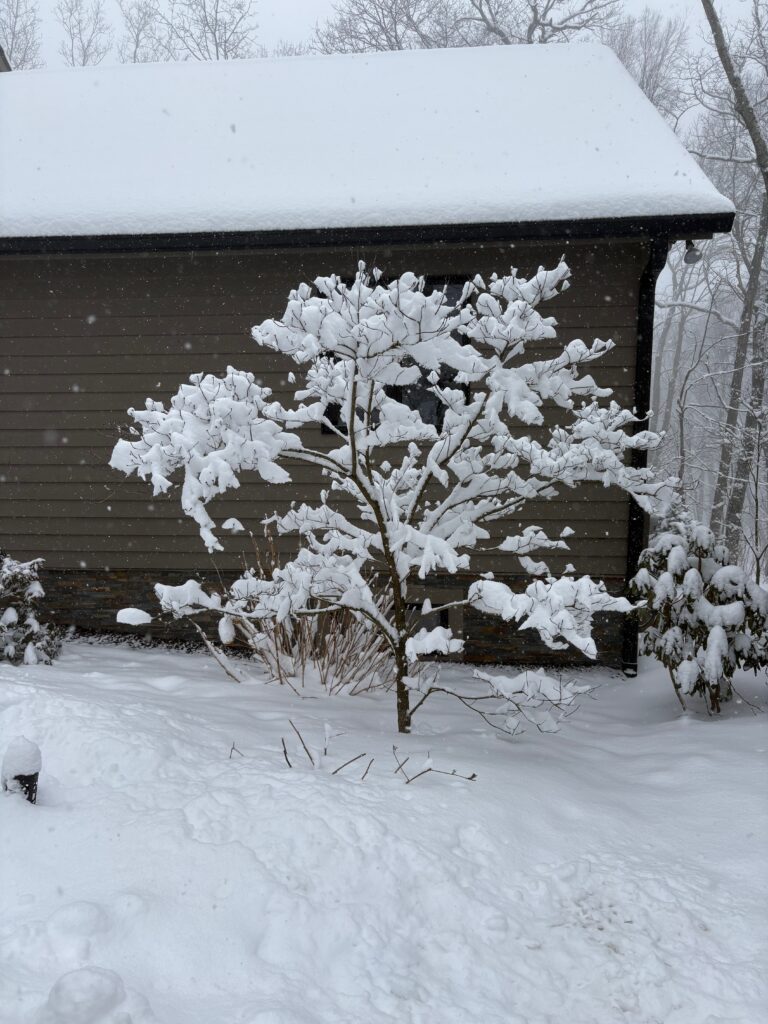Large amounts of snow cover a tree and a house. 
