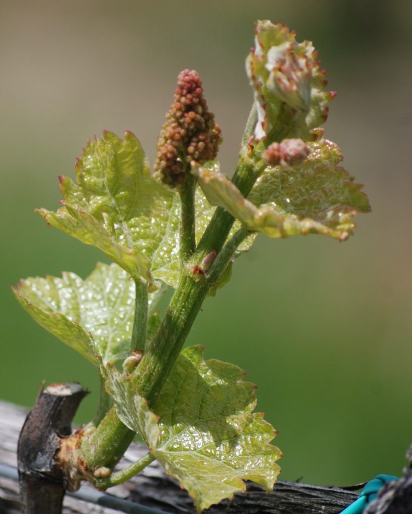 Early bud break with leaves and flower buds