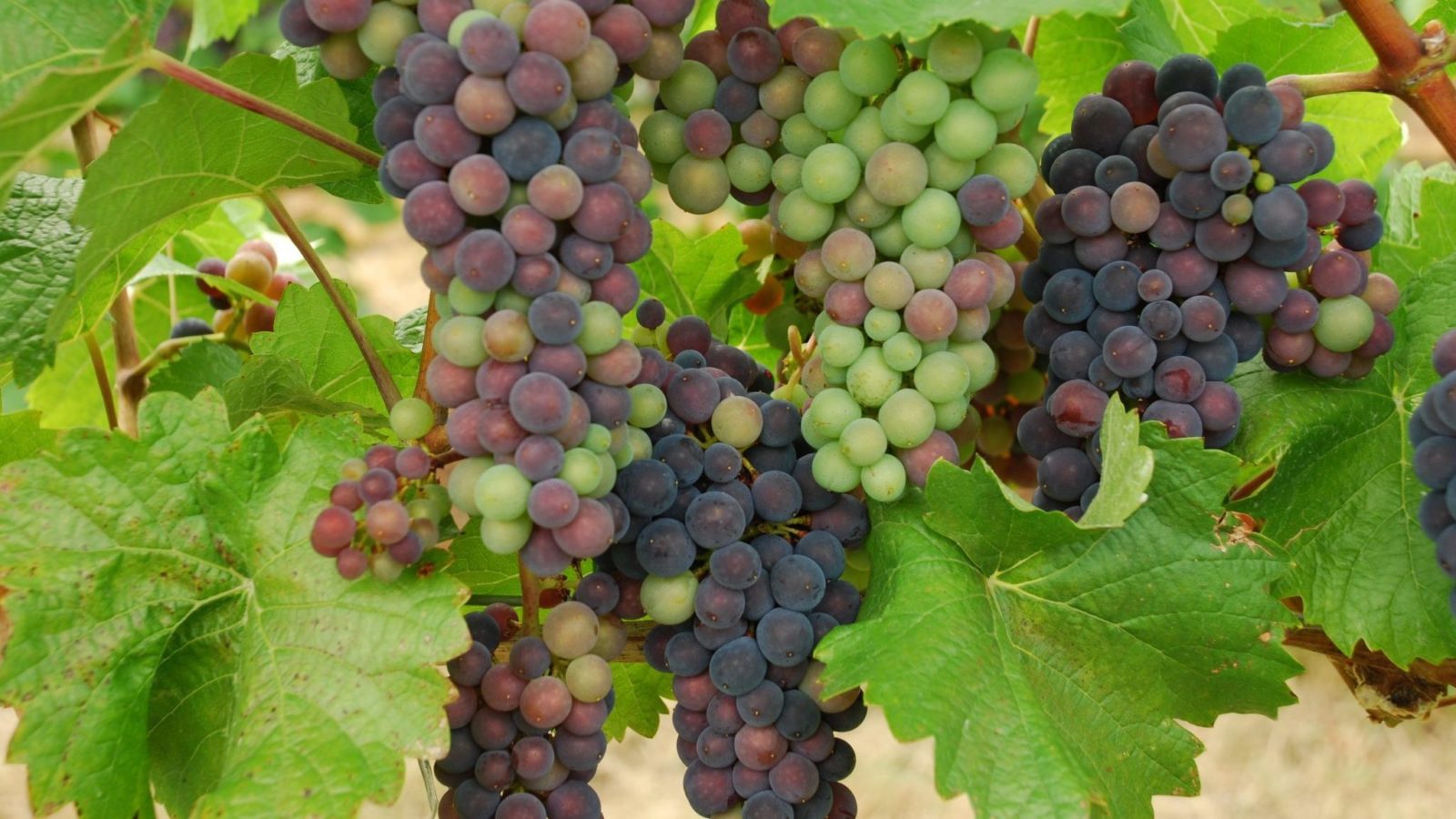 A Day in the Life of A Vine – Veraison - Veritas Vineyard and Winery