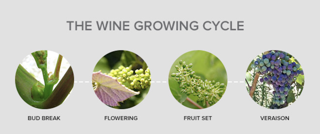 Wine Growing Cycle