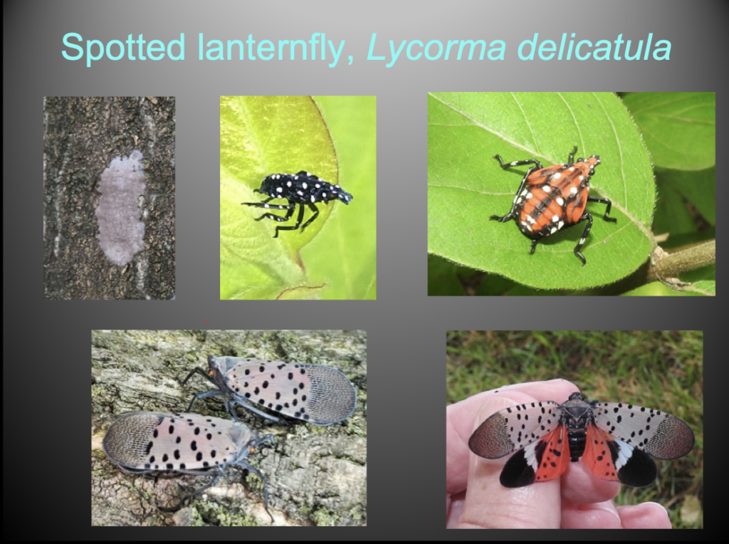 Images of spotted lanternfly
