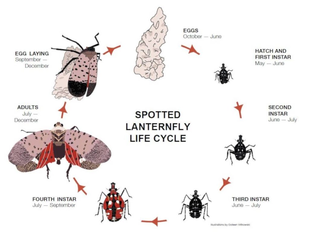 graphic image of spotted lanternfly life cycle