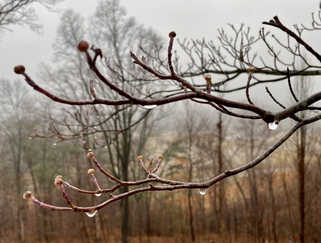 dripping tree branch after snow melt