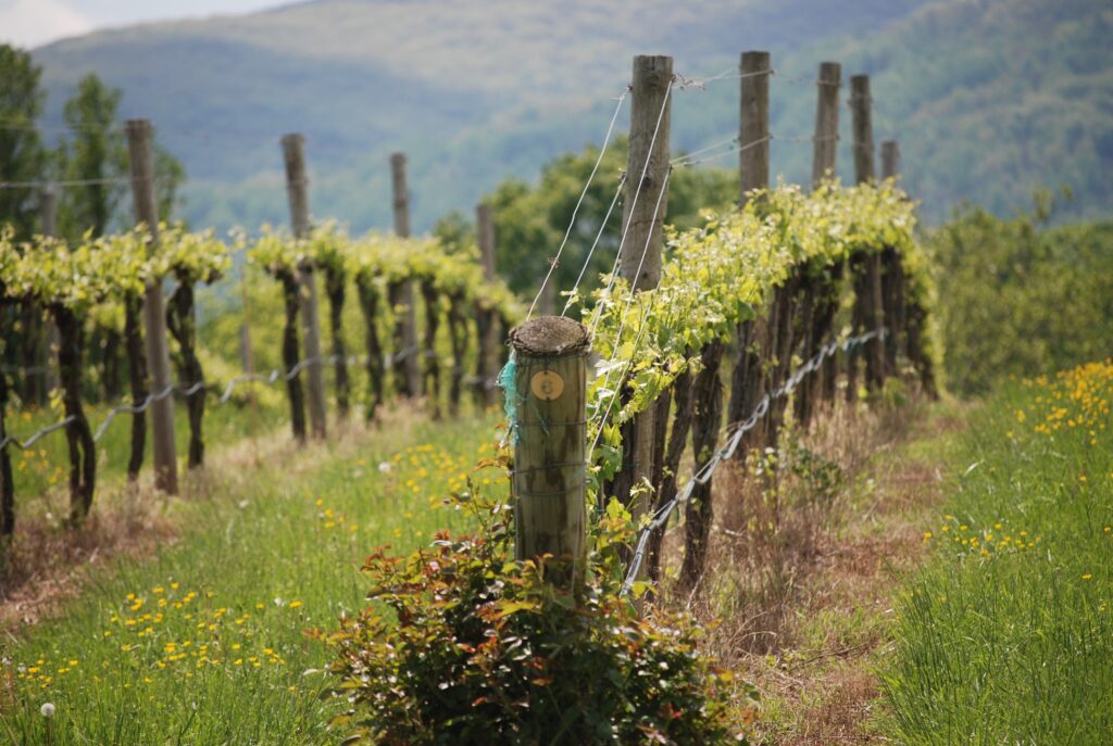 Photo of vineyard rows in Spring.