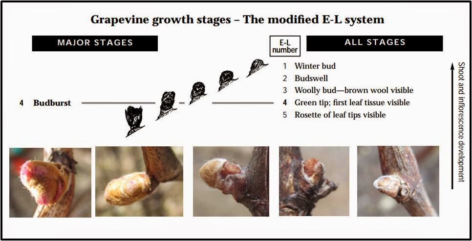 Graphic showing the grapevine growth stages per the modified E-L system. 