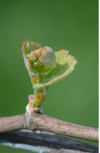 Photo of grapevine bud in Spring. 