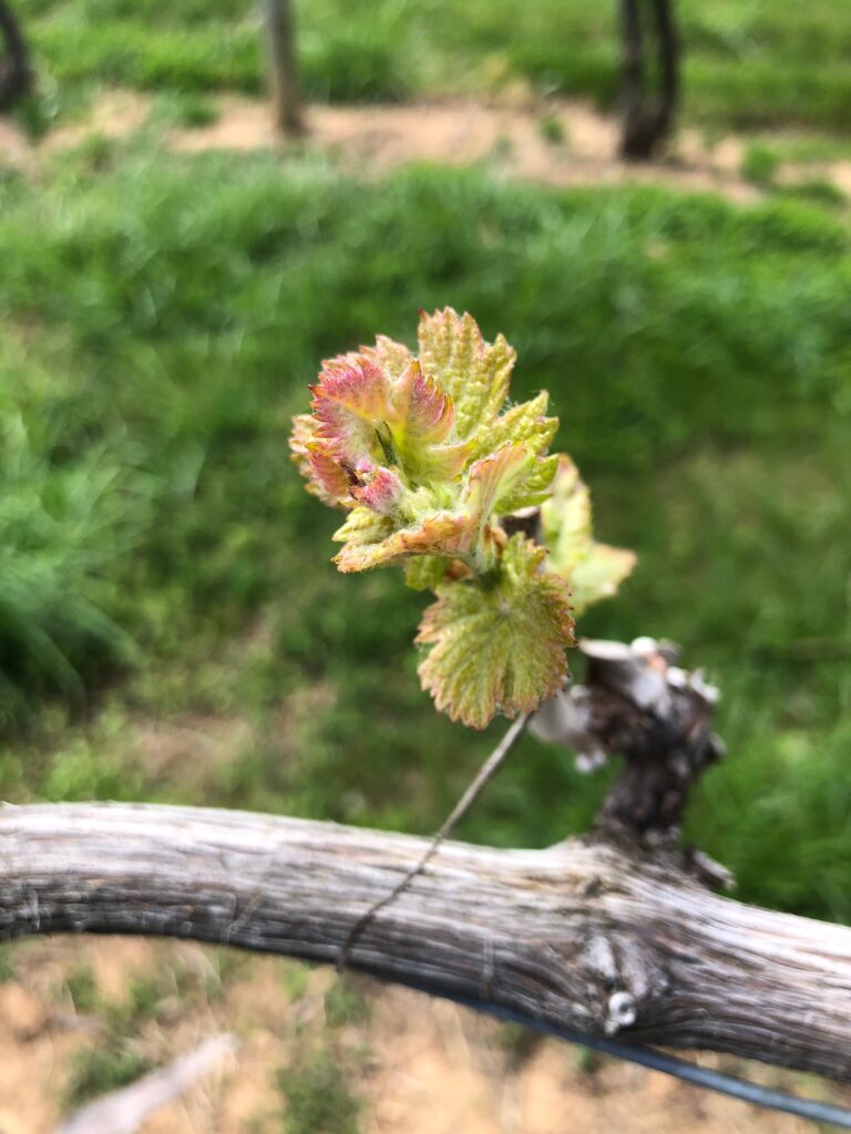 Photo of grapevine bud in Spring. 