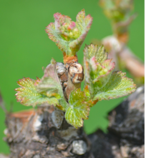 Photo of grapevine bud in Spring. 