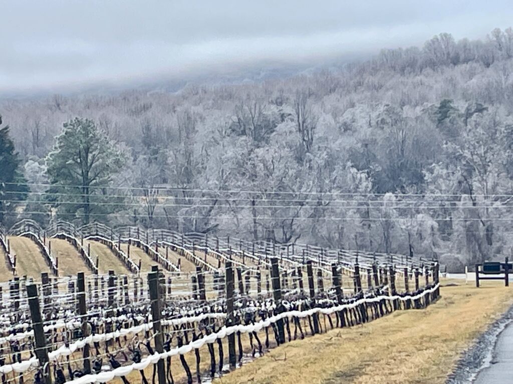 Ice cover trees and vines and grass during a winter ice storm in 2025. 