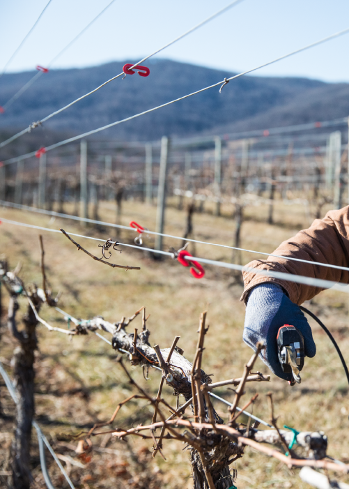 Vines in winter with hand holding electric pruner about to prune a cane. 