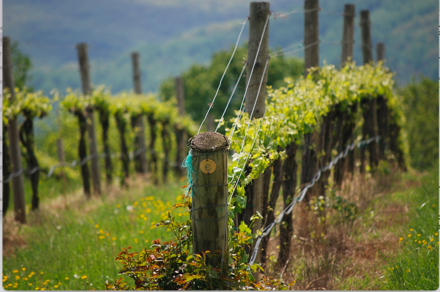 Row of vines in Spring during daylight