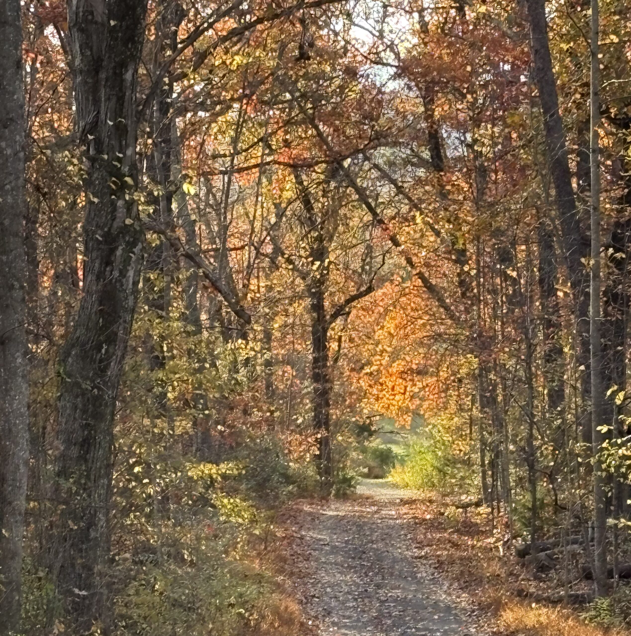 dirt road with fall foliage