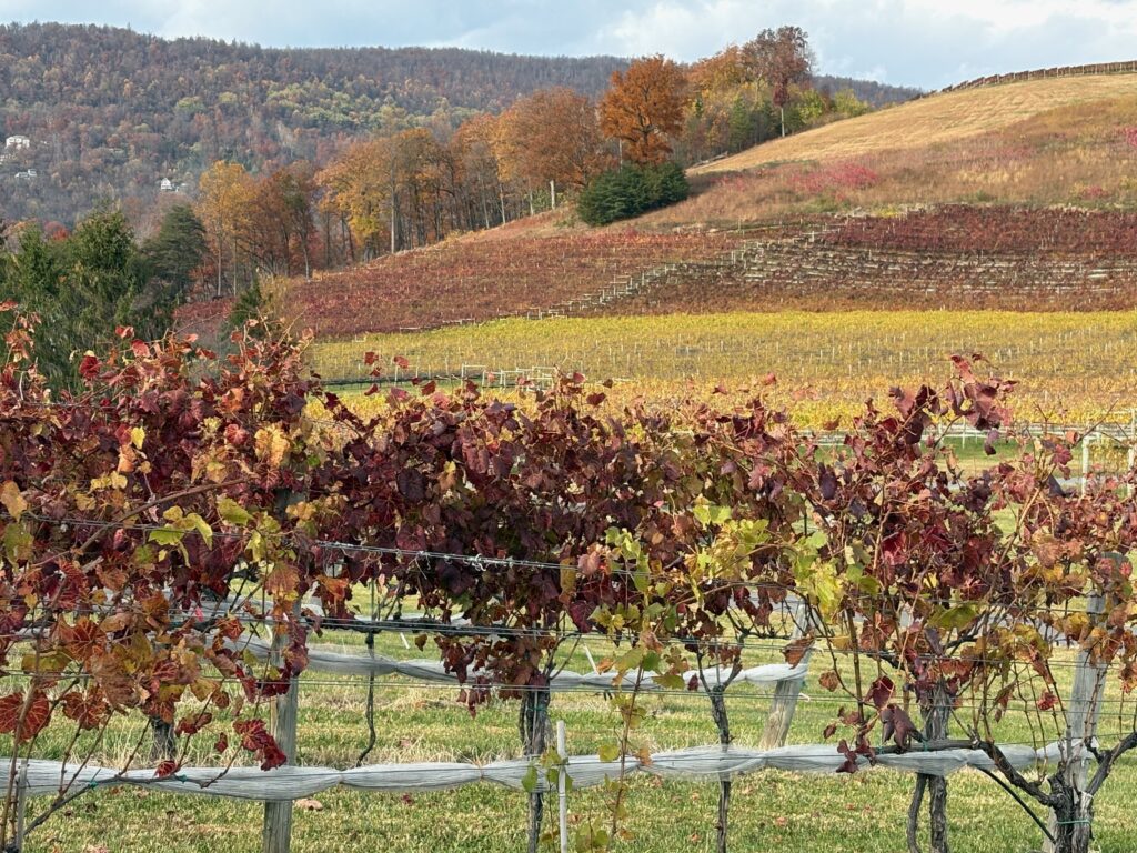 Veritas Vineyard covered in Fall colors