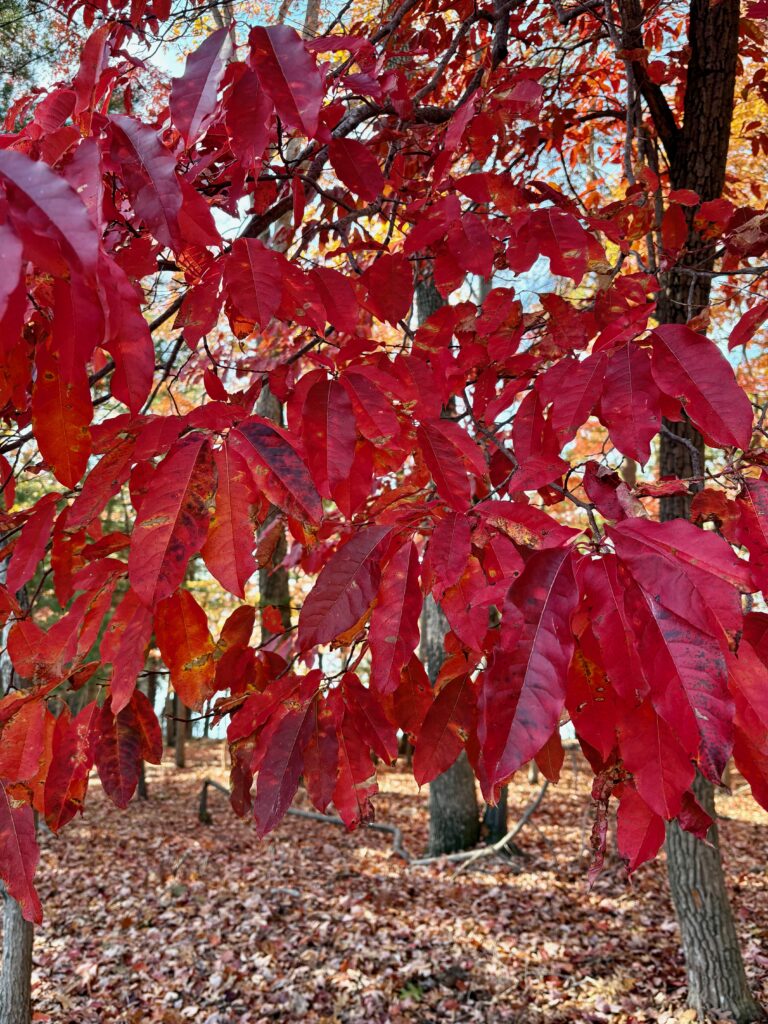 A red tree in the fall
