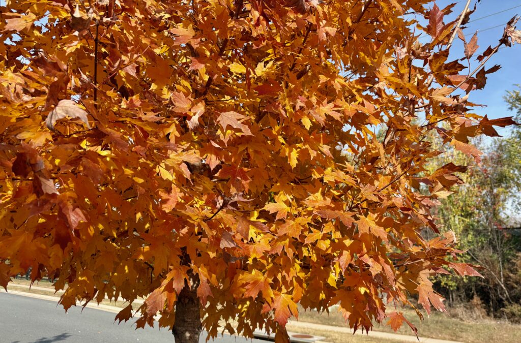 An orange tree in the fall