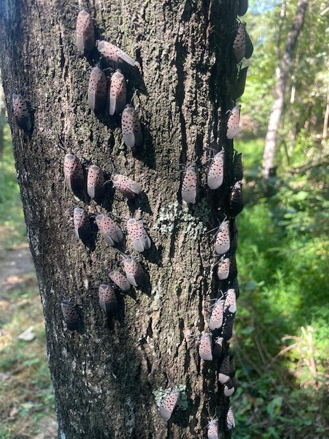 A trunk of a tree covered in adult spotted lantern flies