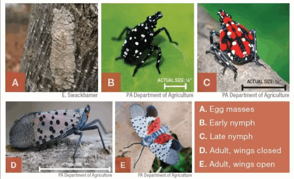 A graphic depicting the life cycle of the spotted lantern flies