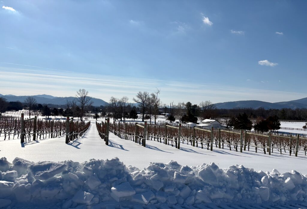 A photo of the Veritas vineyard during the late-January 2026 snowstorm, which turned later to ice. Ice is packed high next to the side of the road in front of the vines. 