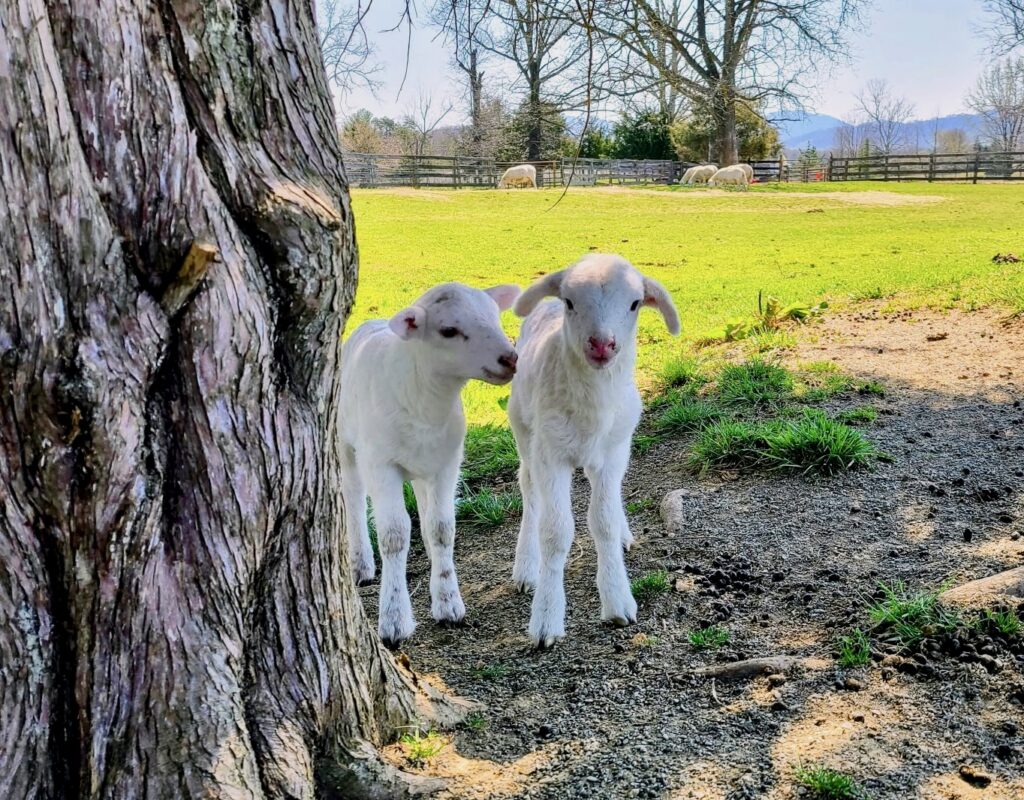 Two newborn lambs in a field at the beginning of Spring. 
