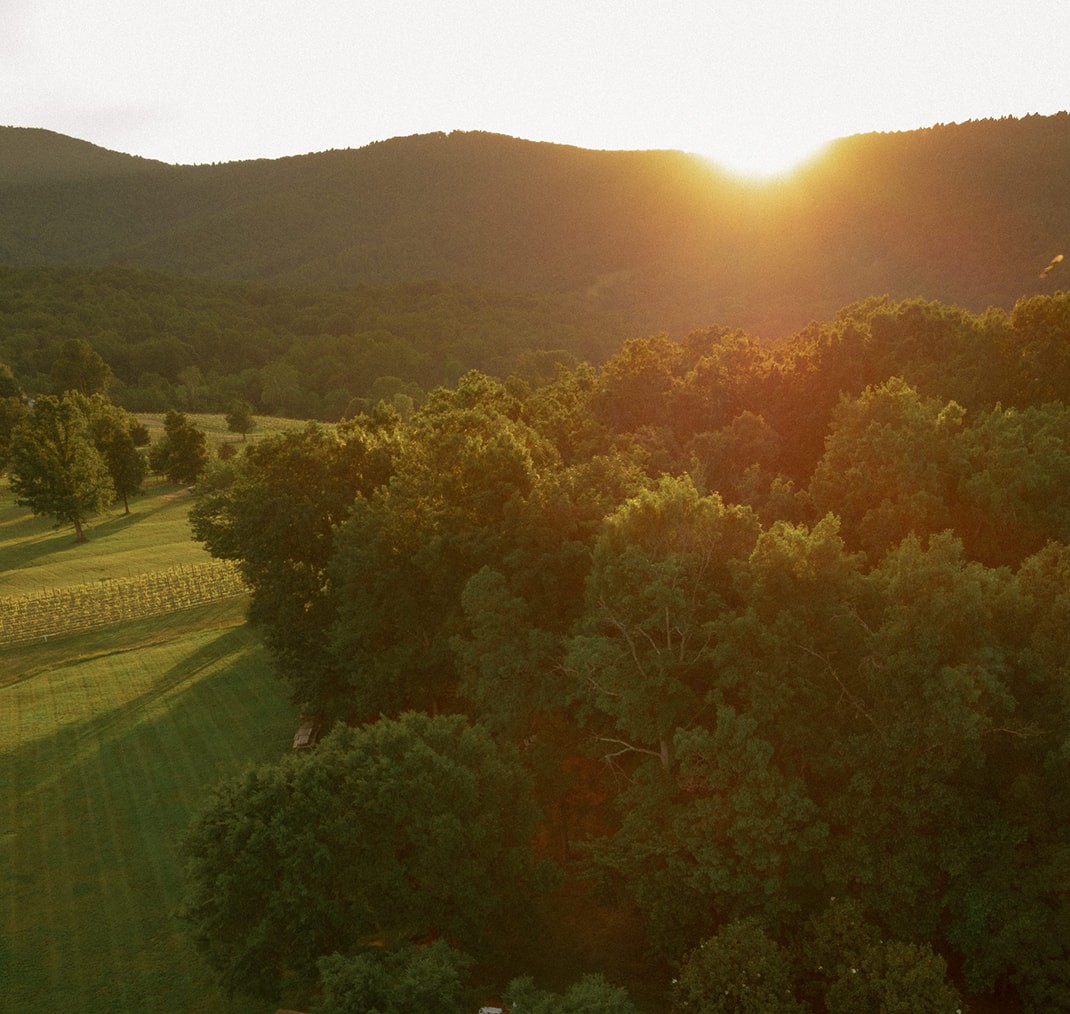 Photo of the vineyards at Veritas with the blue ridge mountains in the background at sunset.